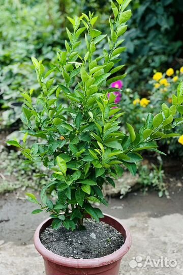 Лимонное дерево