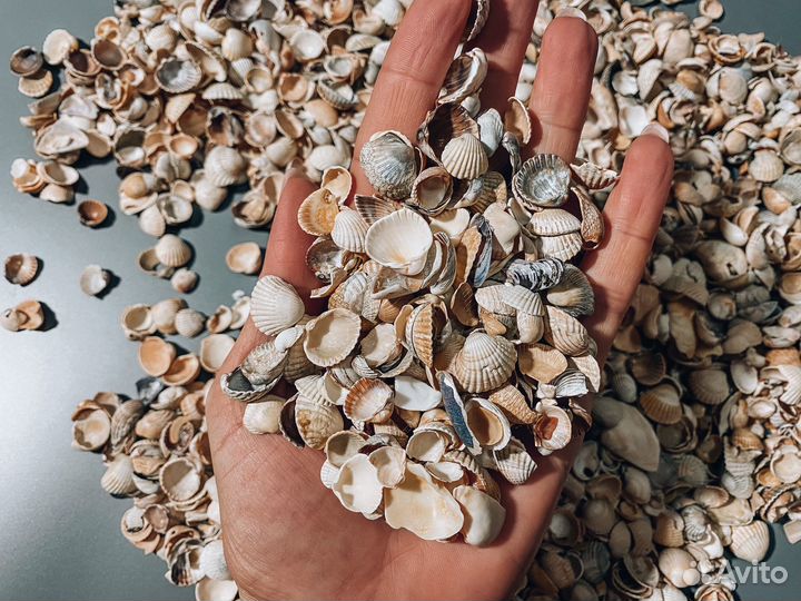 Морские ракушки с Азовского моря