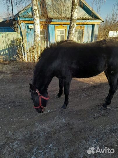 Продам лошадь