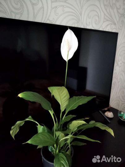 Спатифиллум