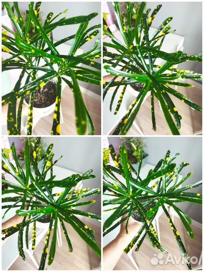 Кротоны взрослые и не только