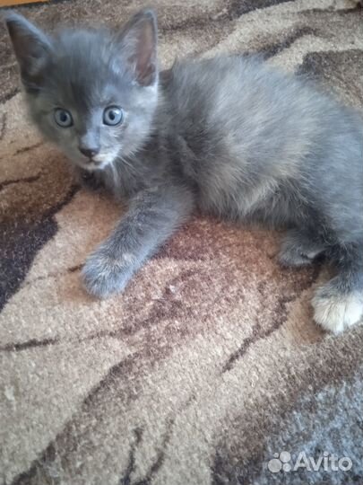 Отдам в добрые руки котенка девочку