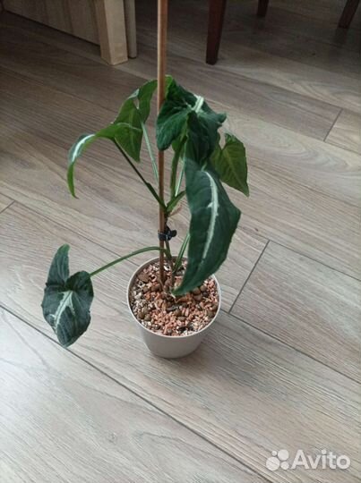 Сингониум вендланда