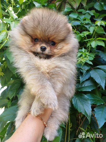 Померанский шпиц