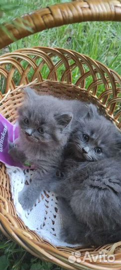 Британские котята