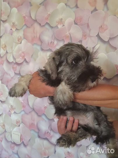 Щенки цвергшнауцера