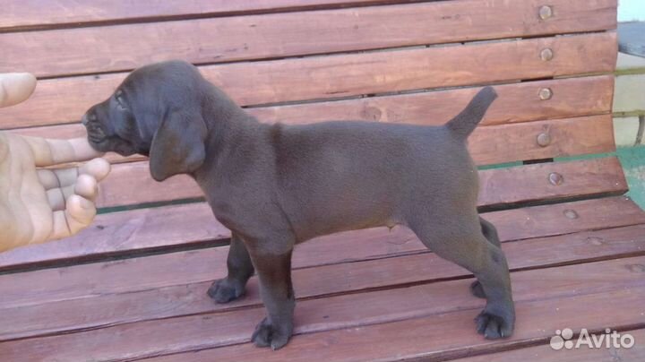 Щенки курцхаара