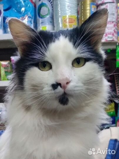 Молодой кот