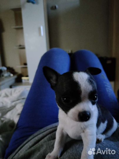 Щенки чихуахуа