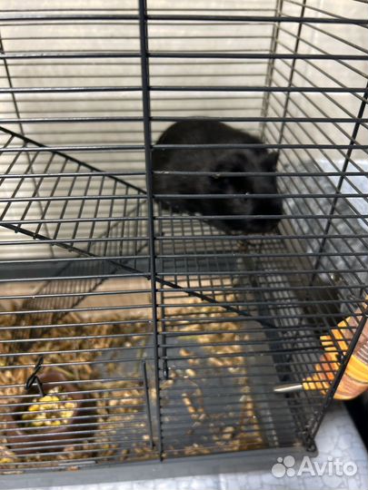 Морская свинка