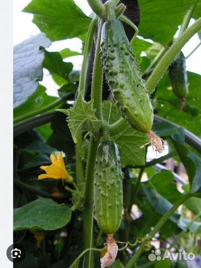 Рассада огурцов