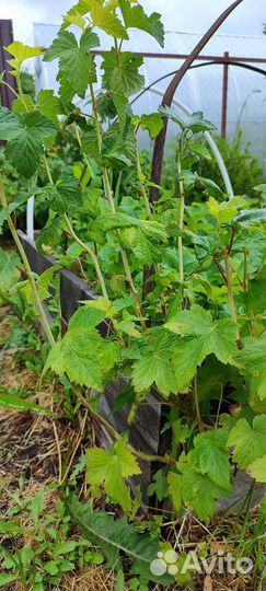 Саженцы черной смородины