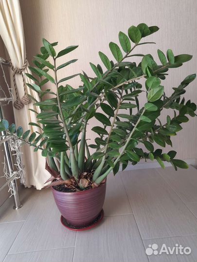 Замиокулькас