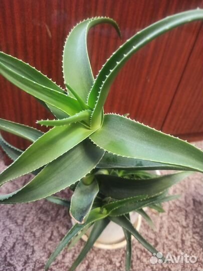 Алое и толстянка