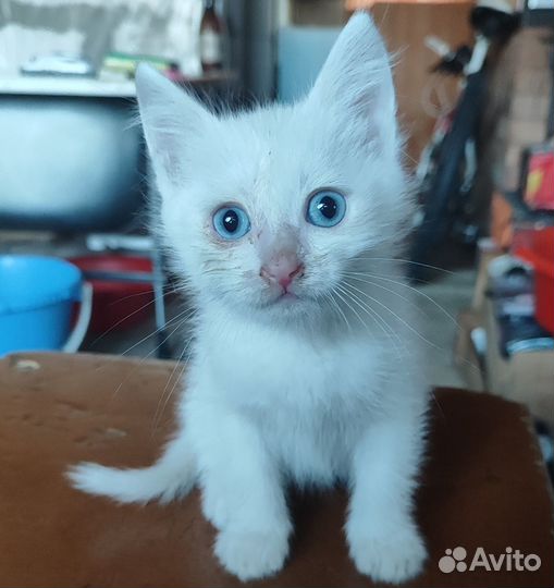 Белый котенок