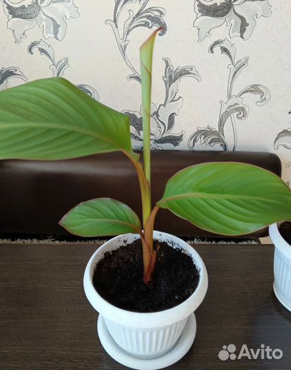 Пальма банановая