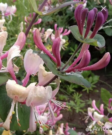 Княжек,климатис,Каприфоль,девичий виноград