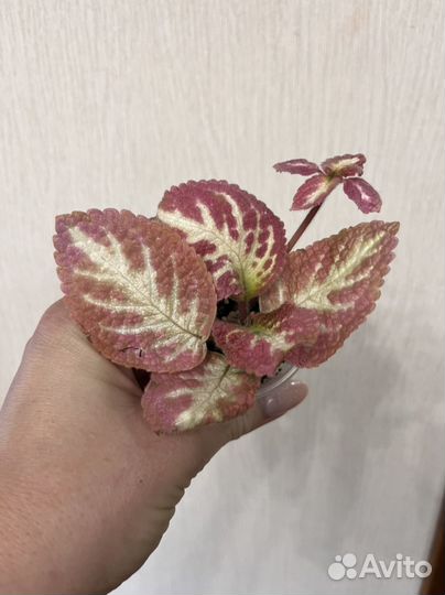 Эписция акварельная