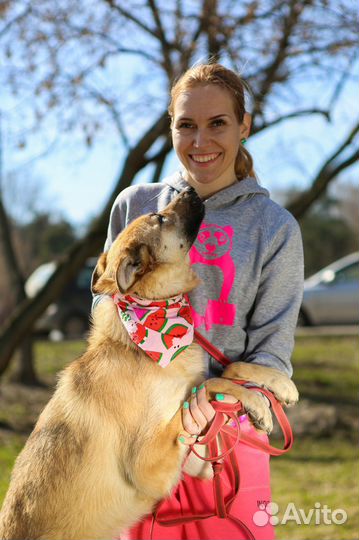 Собака в добрые руки