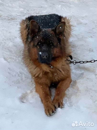 Немецкая овчарка вязка