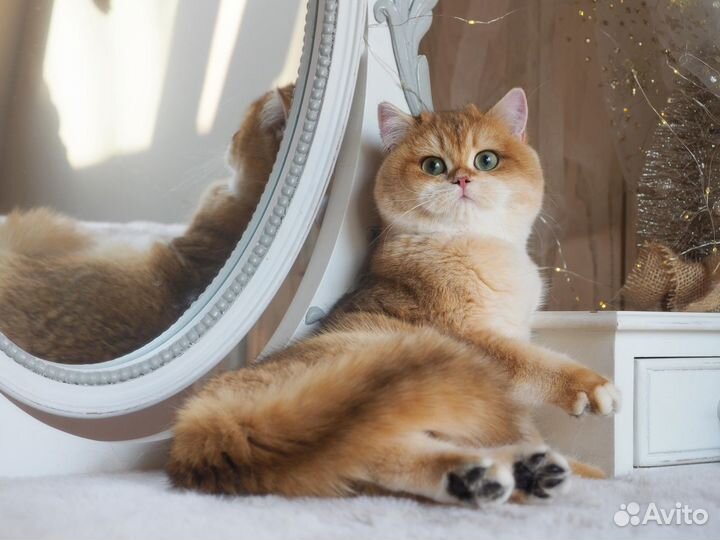 Британская кошечка