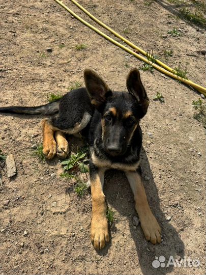 Щенки овчарки