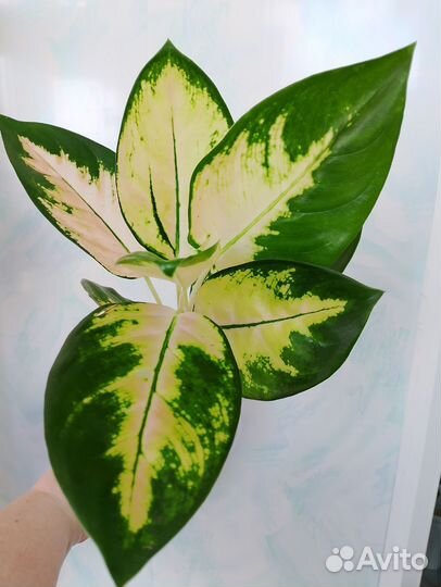 Аглаонемы 17