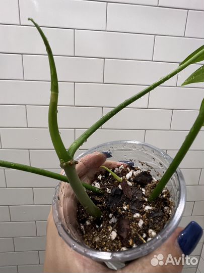 Филодендрон гитаровидный