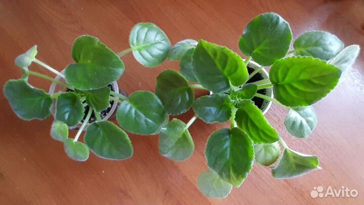 Продаю фиалки 