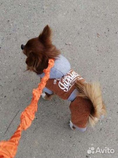 Жених Чихуа-хуа ищет невесту