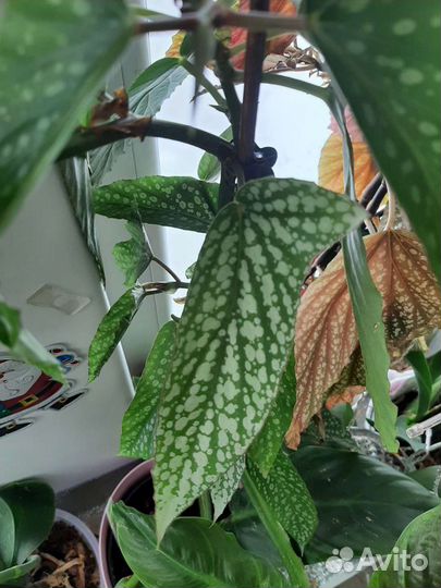 Бегония кейн