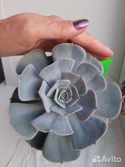 Суккуленты комнатные