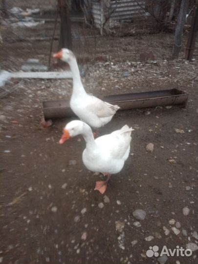 Домашняя птица