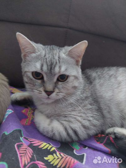 Котёнок в дар