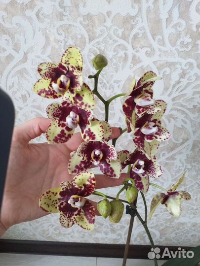 Орхидея бабочка Скрабл