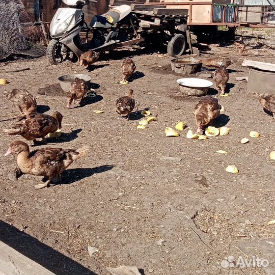 Мускусные утки(индоутки)