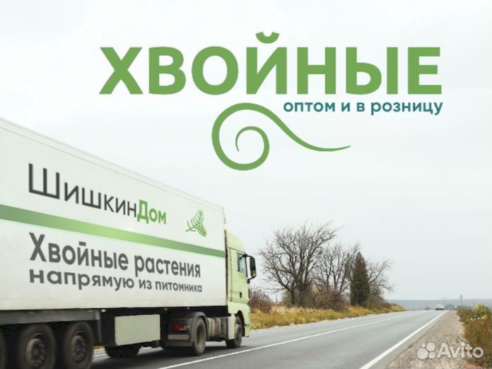 Туя Смарагд 110см