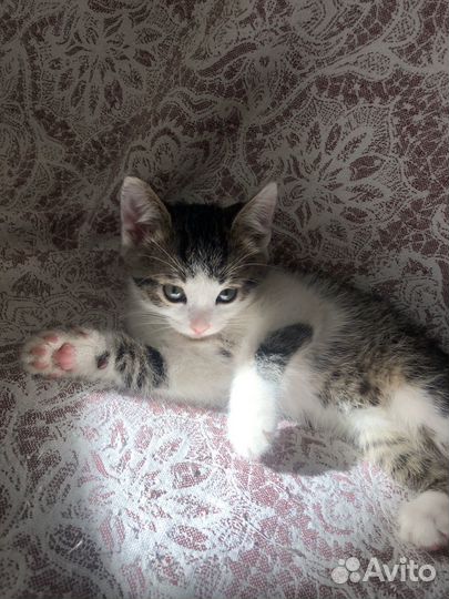 Котенок Лютик