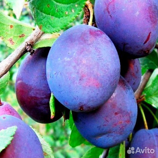 Сливы саженцы зимостойкие 1,8 метра