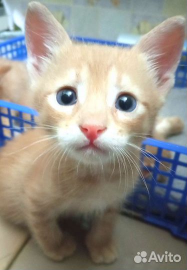 Рыжие малыши в добрые руки