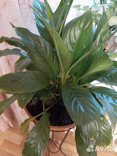 Спатифиллум