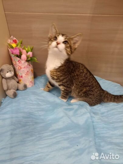 Котенок в добрые руки