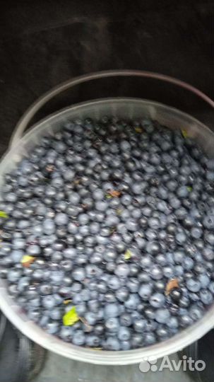 Черника свежая