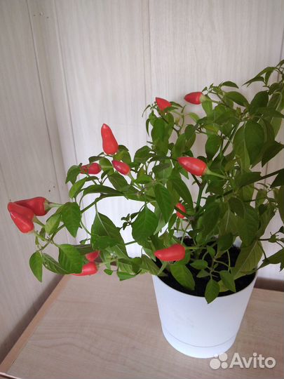 Рассада острого переца