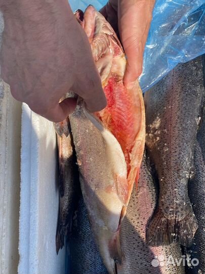 Форель охлажденная