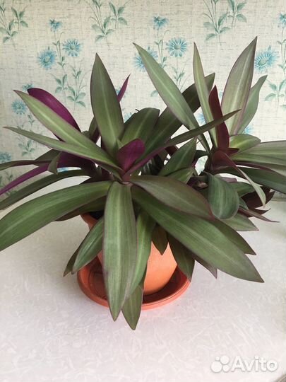 Кордилина или рео