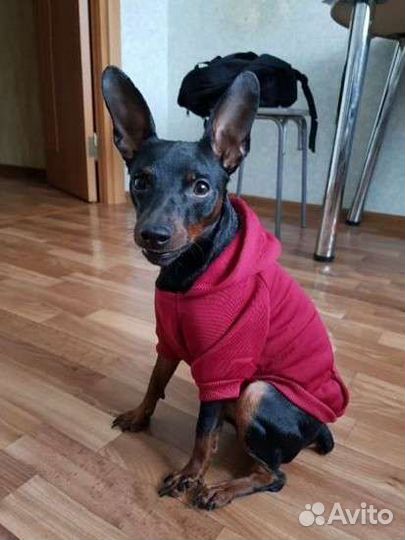 Одежда, игрушки, нюхательный коврик для собак