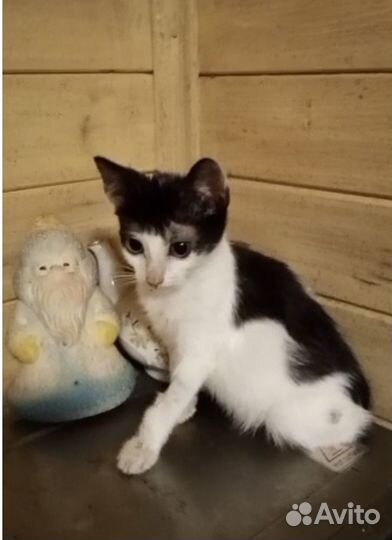 Котенок в добрые руки