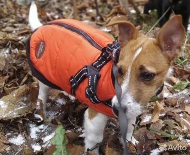 Куртка для собак