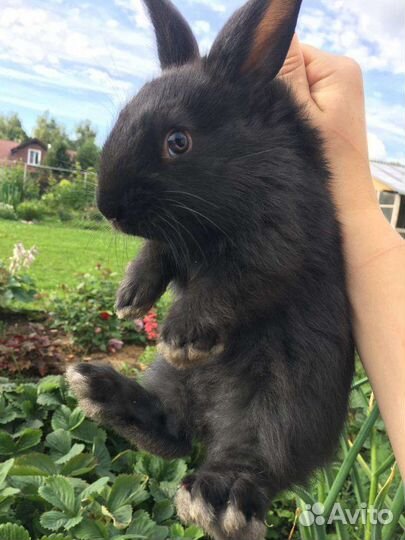 Кролики мясных пород